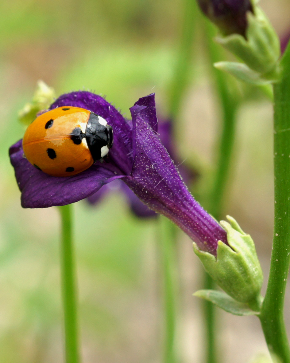 Изображение особи Dodartia orientalis.