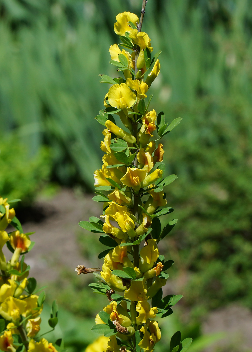 Изображение особи Chamaecytisus ruthenicus.