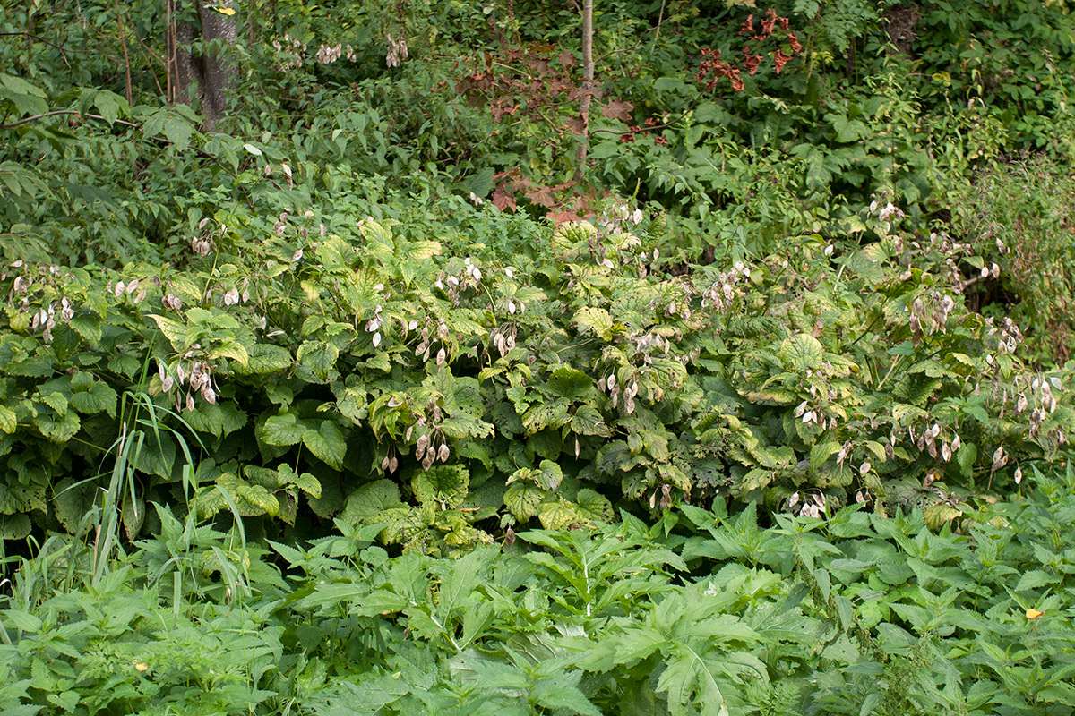 Image of Lunaria rediviva specimen.