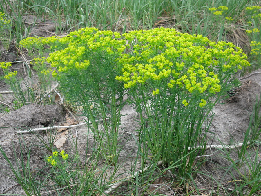 Image of Euphorbia cyparissias specimen.