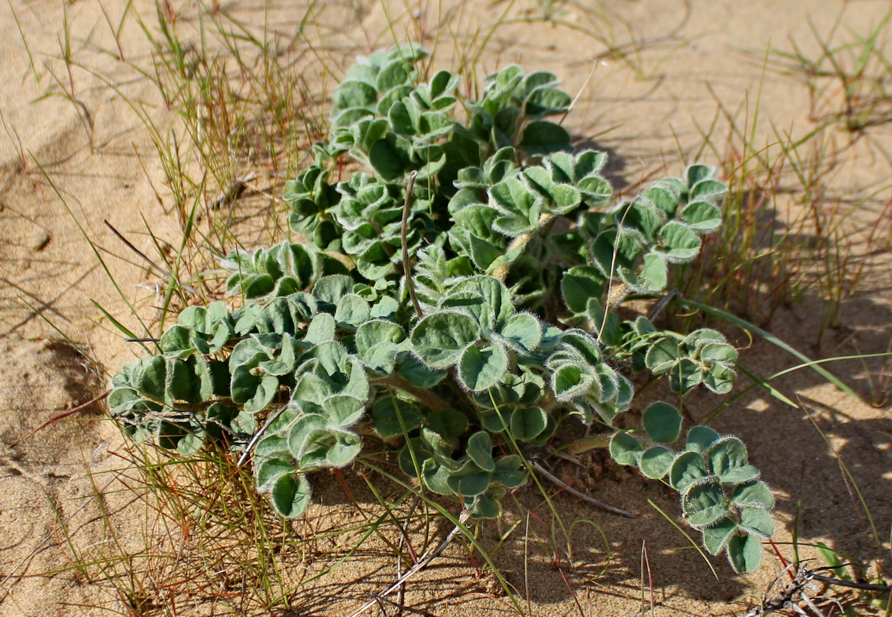 Изображение особи Astragalus chiwensis.