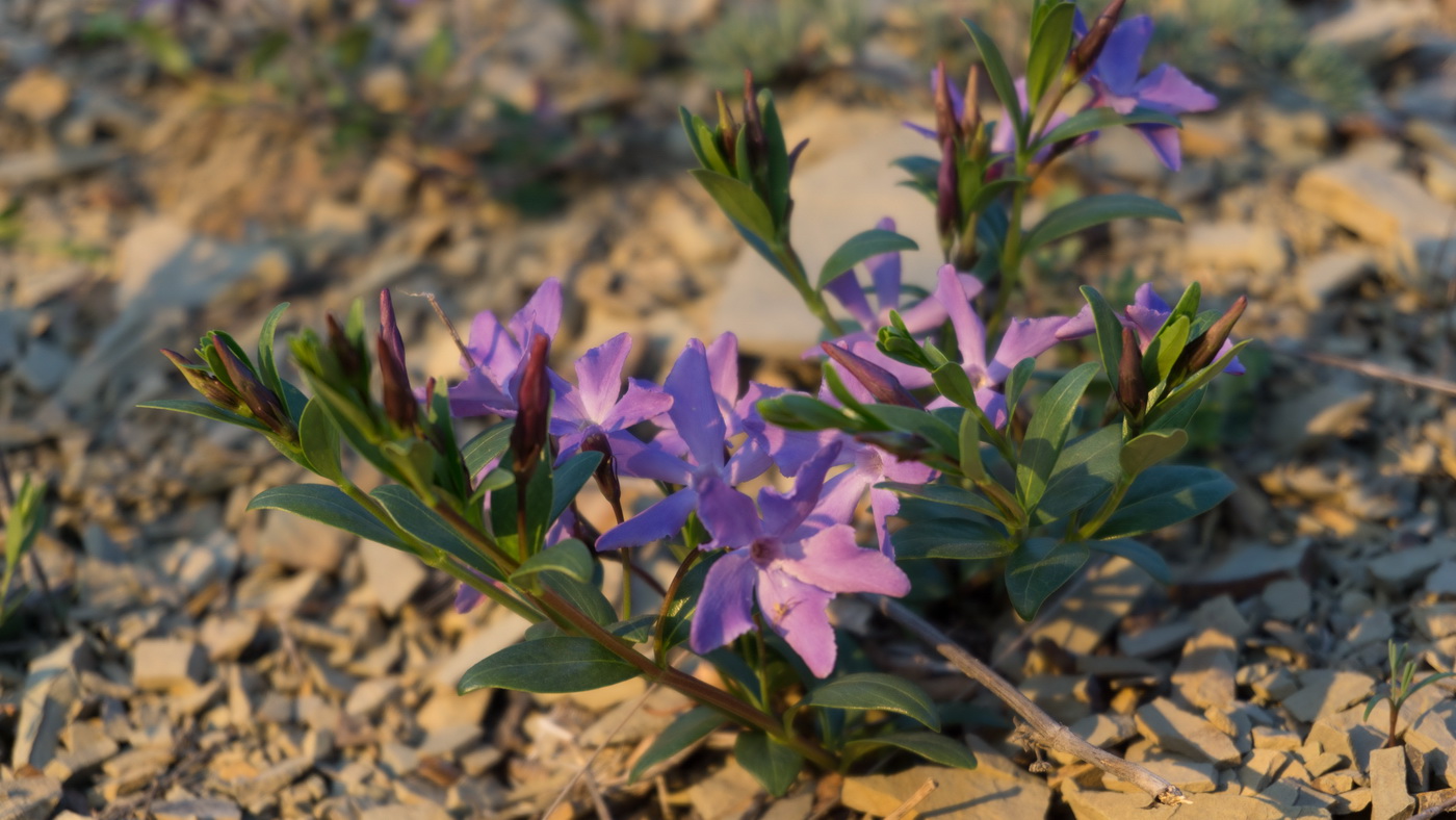 Image of Vinca herbacea specimen.