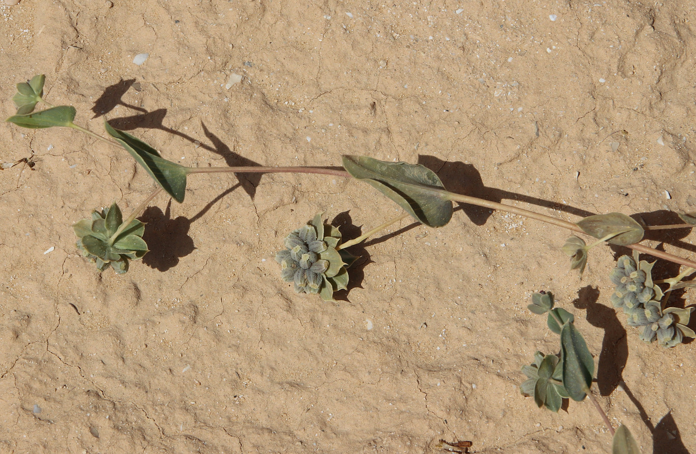 Image of Bupleurum subovatum specimen.