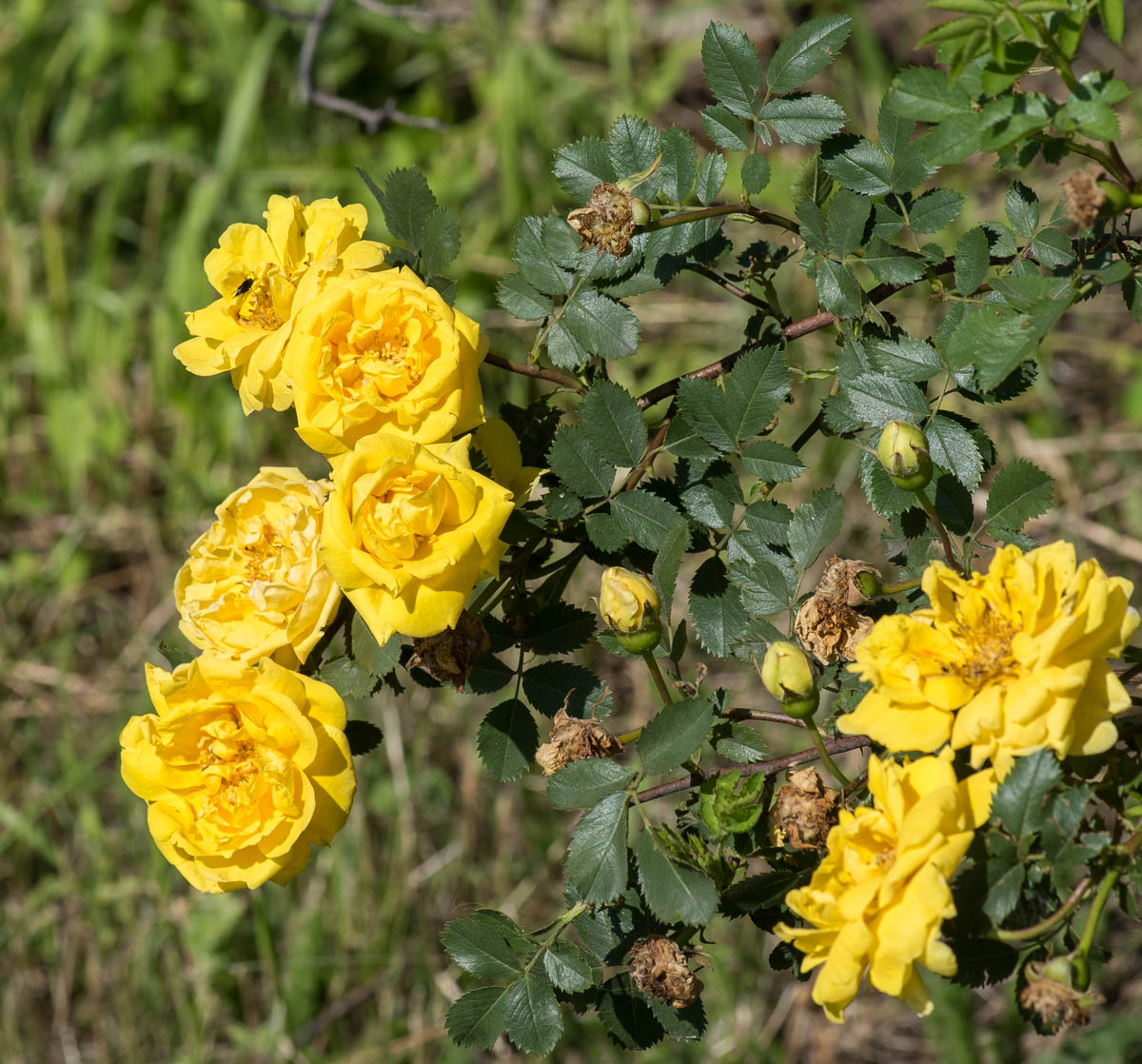 Image of Rosa foetida var. persiana specimen.