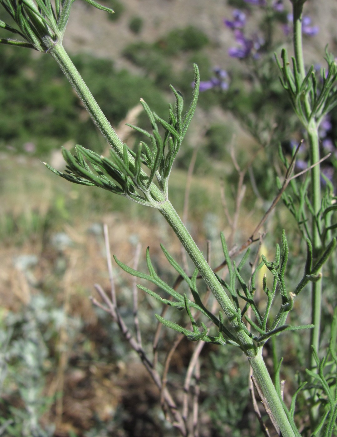 Image of Teucrium orientale specimen.