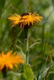 Inula grandiflora. Верхушка цветущего растения с кормящейся мухой-журчалкой. Адыгея, Майкопский р-н, природный парк Большой Тхач, 2190 м н.у.м., субальпийский луг. 31.07.2016.