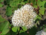 Spiraea beauverdiana. Верхушка побега с соцветием (конец цветения). Камчатский край, Елизовский район, природный парк \"Вулканы Камчатки\", кордон Центральный, окрестности\"Медвежьей тундры\", разнотравный луг. 21.07.2010.