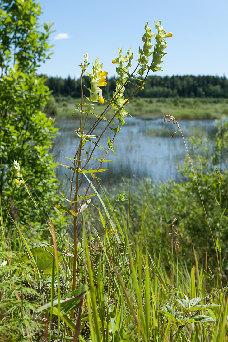 Изображение особи Rhinanthus aestivalis.