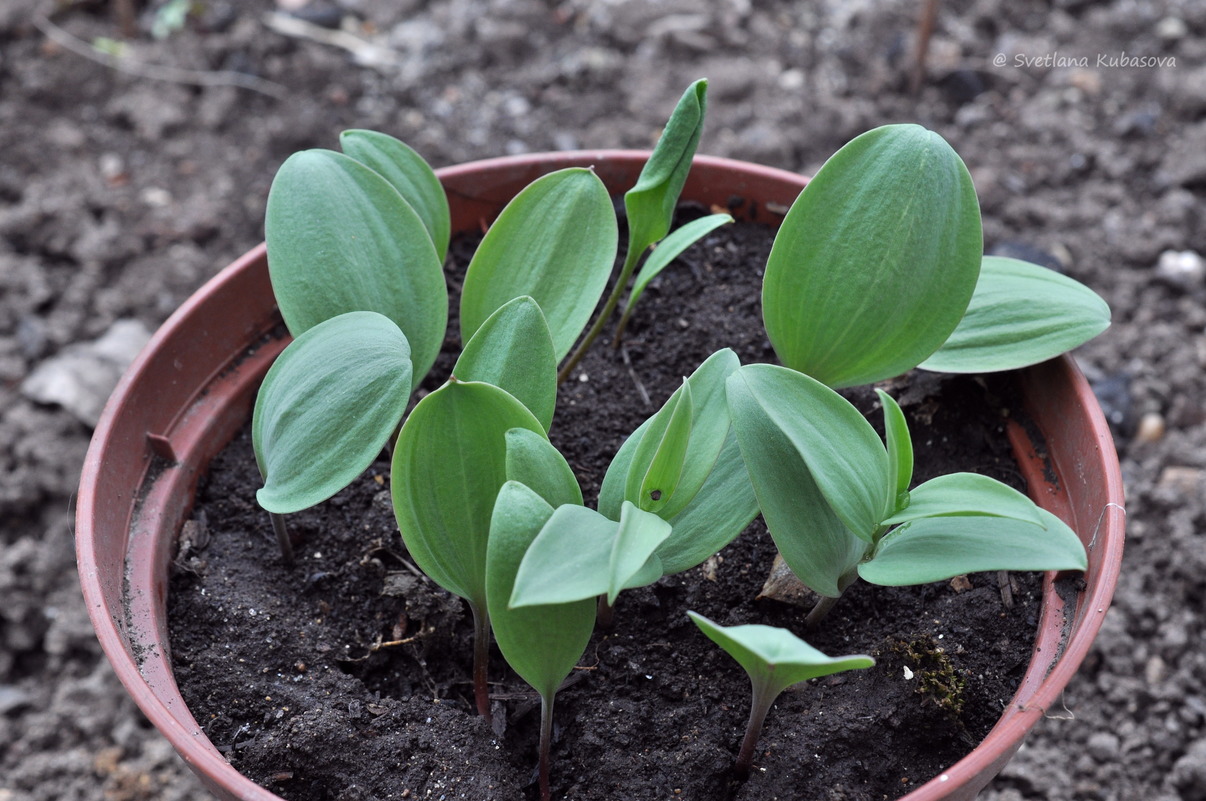 Изображение особи Fritillaria pallidiflora.