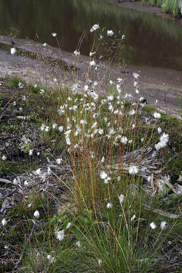 Изображение особи Eriophorum vaginatum.