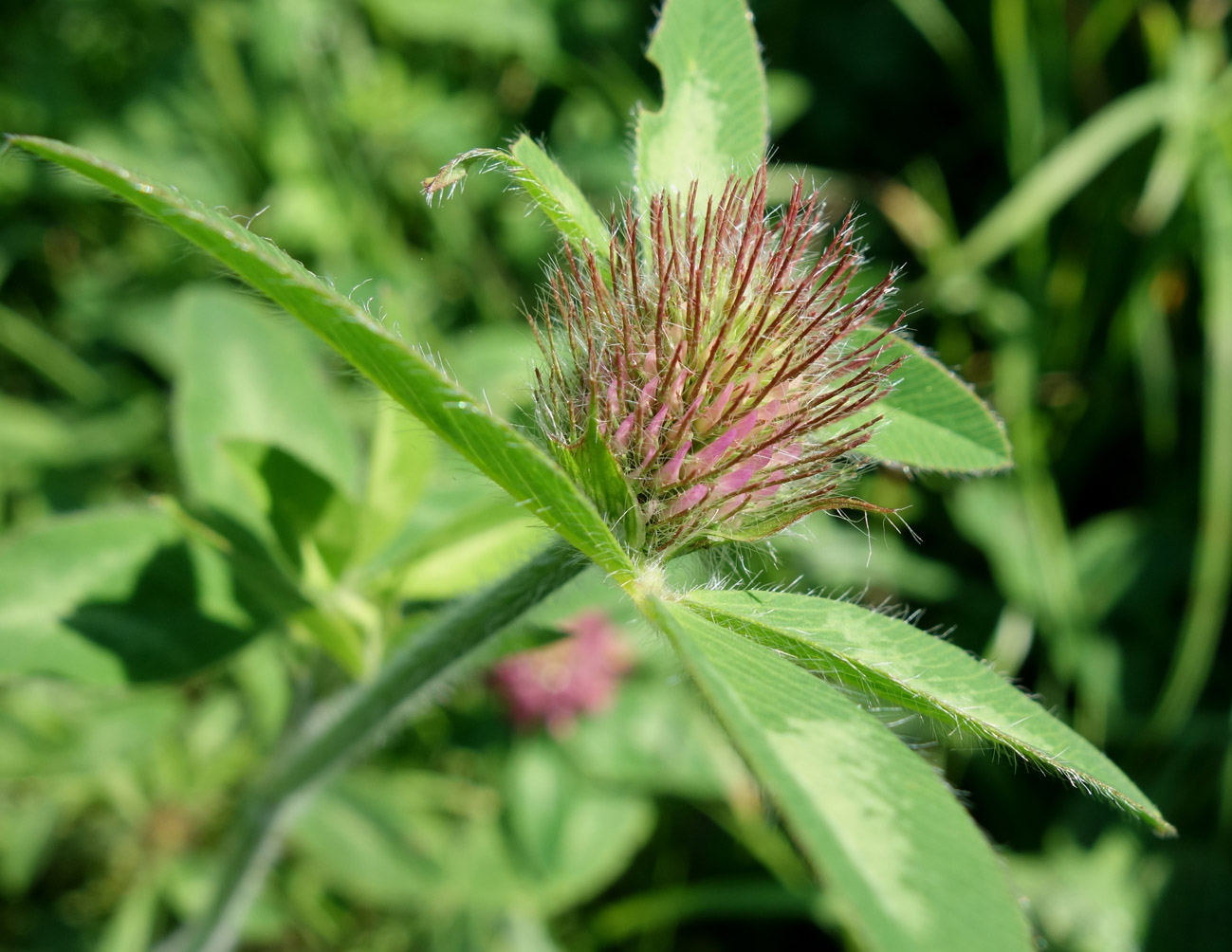 Image of Trifolium pratense specimen.