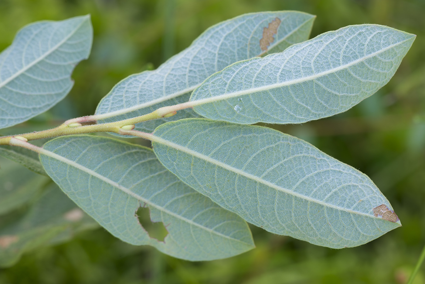 Image of genus Salix specimen.