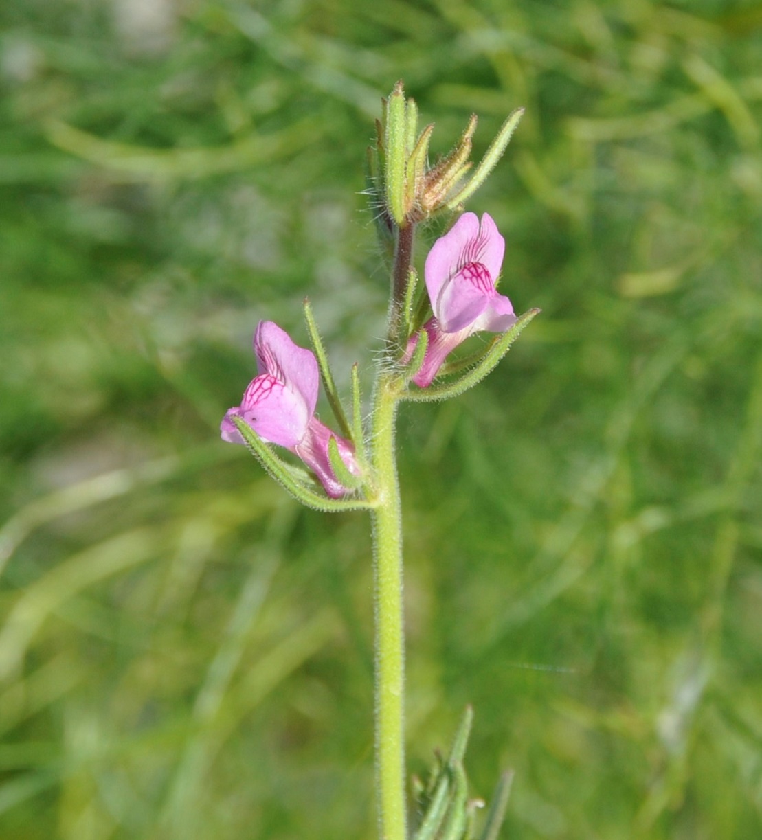 Image of Misopates orontium specimen.