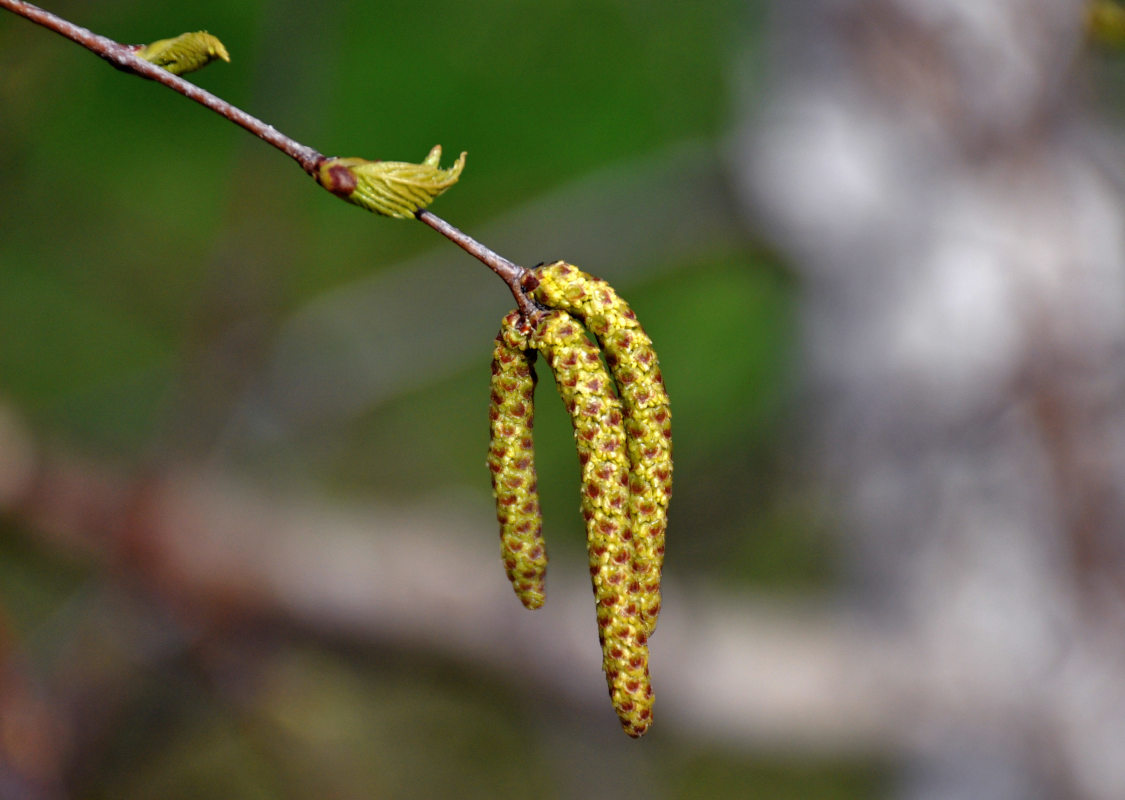 Изображение особи Betula pendula.