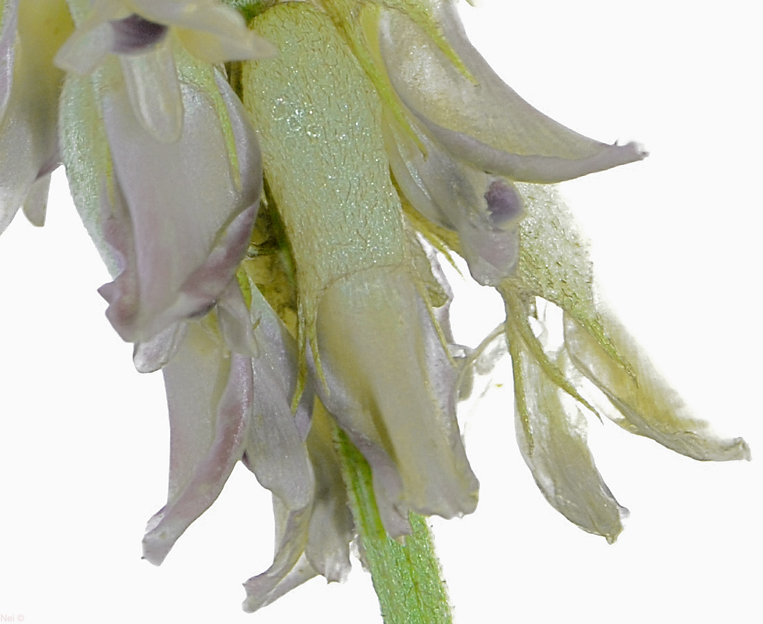 Image of Astragalus uliginosus specimen.