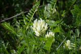 genus Astragalus