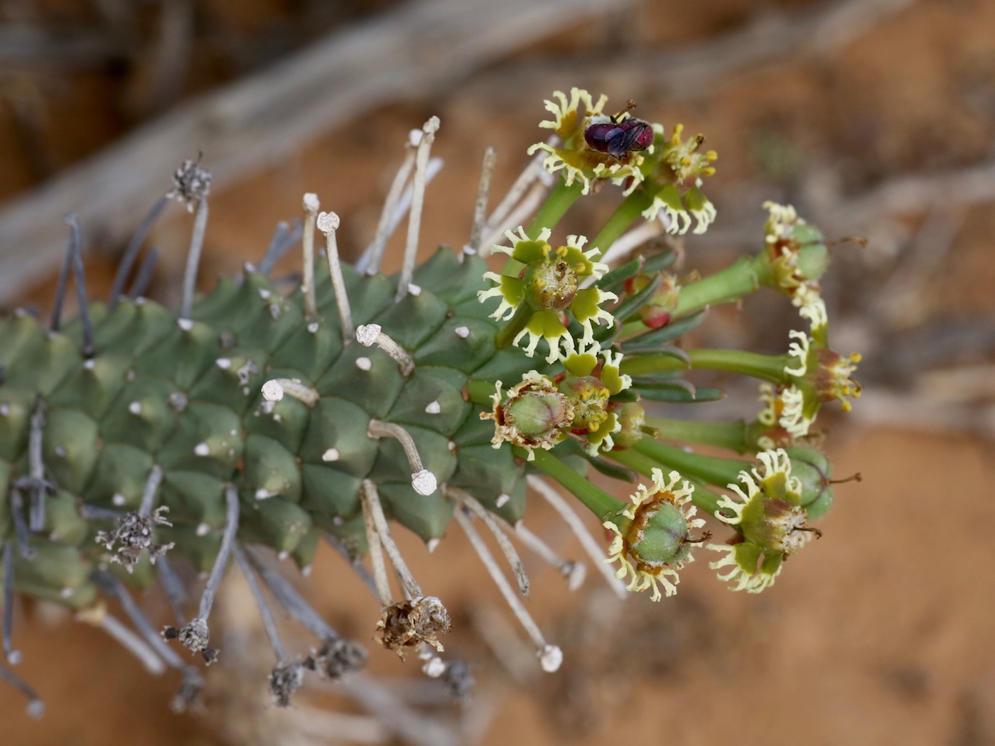 Изображение особи Euphorbia caput-medusae.