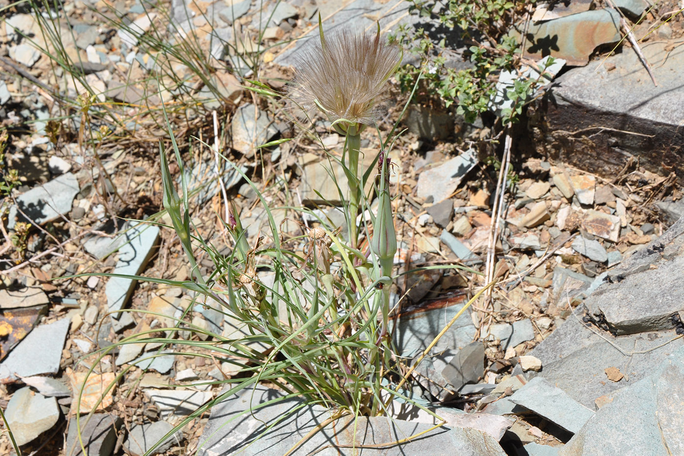 Изображение особи род Tragopogon.