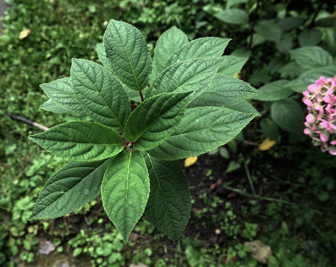 Image of Hydrangea paniculata specimen.