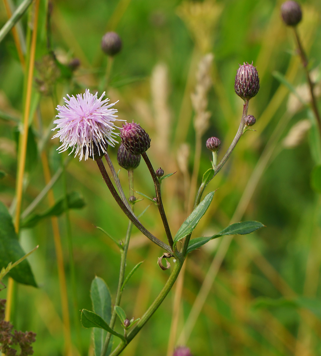 Изображение особи Cirsium setosum.