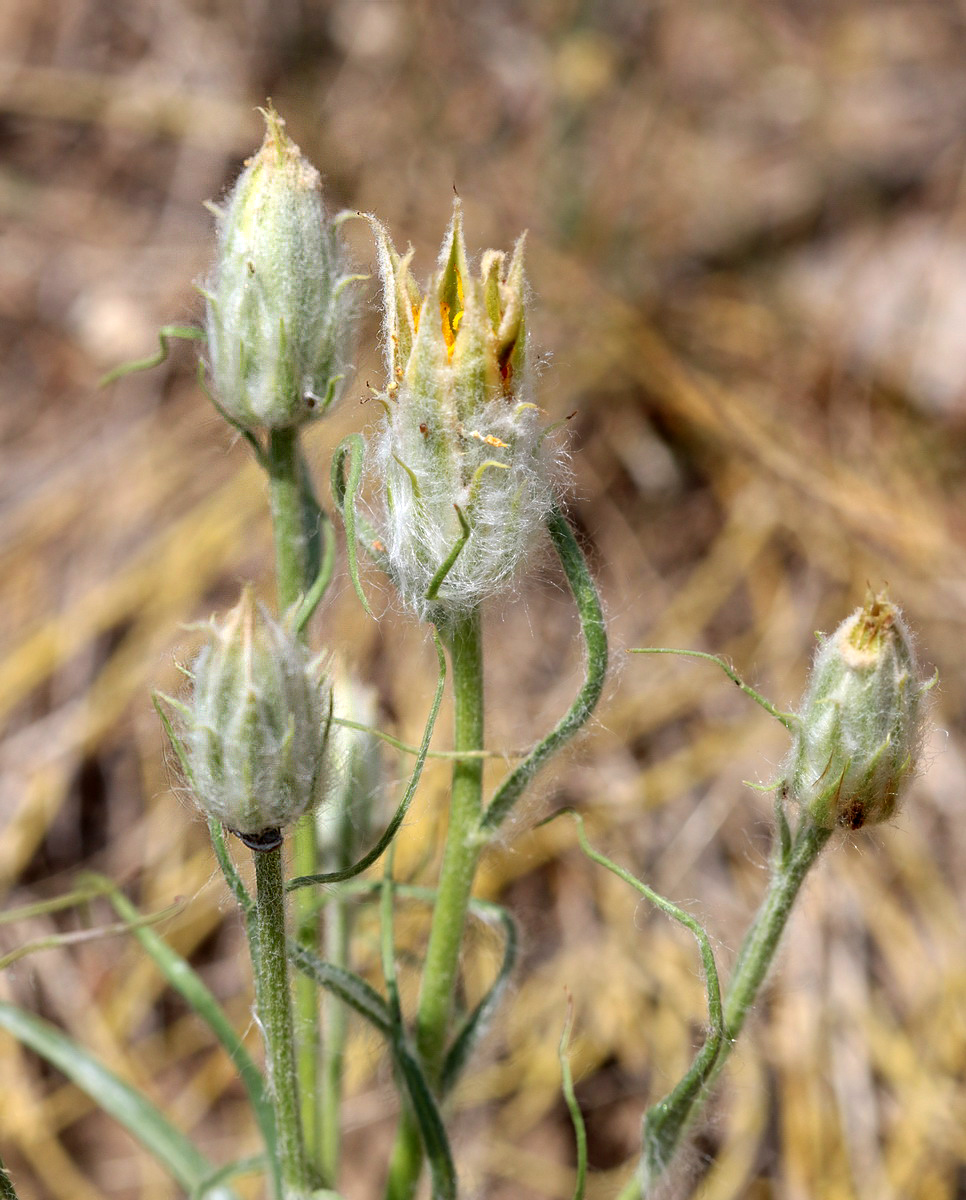 Image of Scorzonera ensifolia specimen.