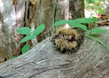 Castanea sativa. Раскрывшаяся плюска с плодами на стволе упавшего дерева. Краснодарский край, Туапсинский р-н, склон горы Семашхо, широколиственный лес. 25.10.2020.