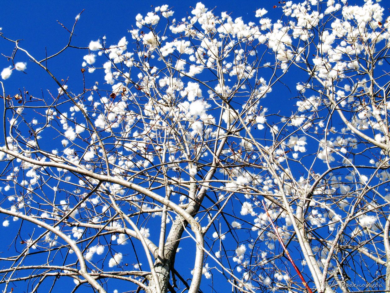 Image of Salix pentandra specimen.