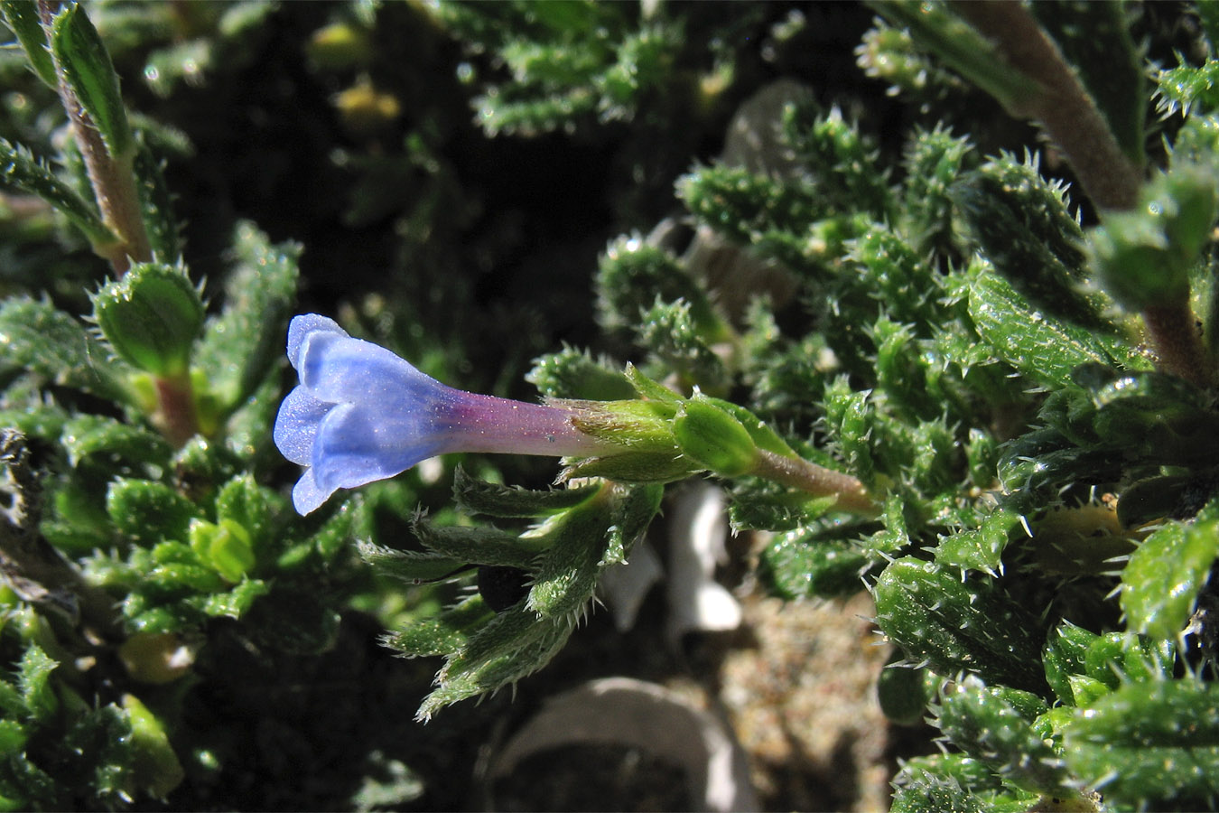 Image of Lithodora hispidula specimen.