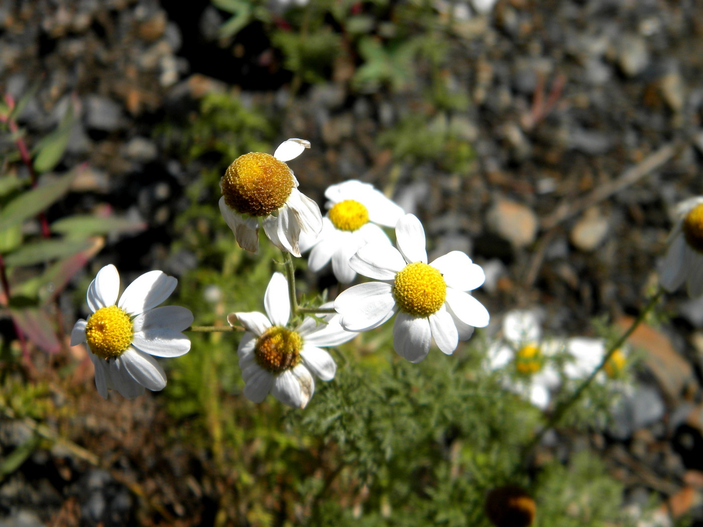 Изображение особи Pyrethrum abrotanifolium.