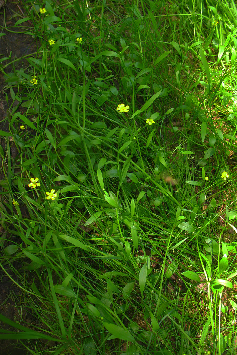 Изображение особи Ranunculus flammula.