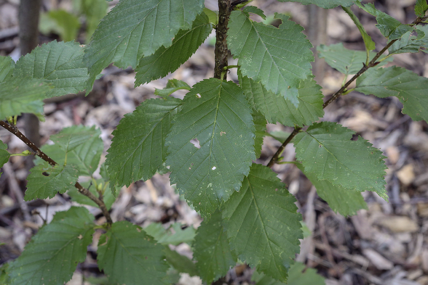 Изображение особи Betula megrelica.