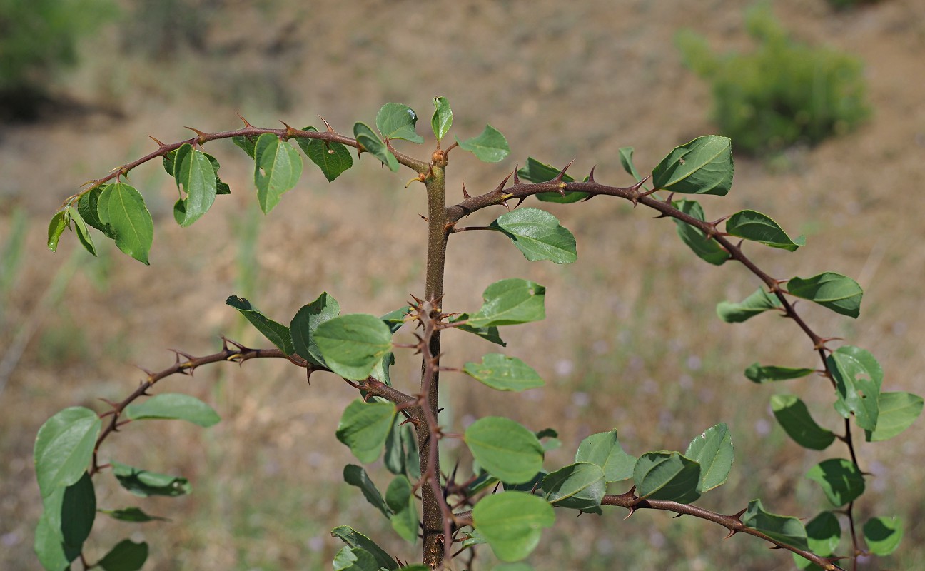 Image of Paliurus spina-christi specimen.