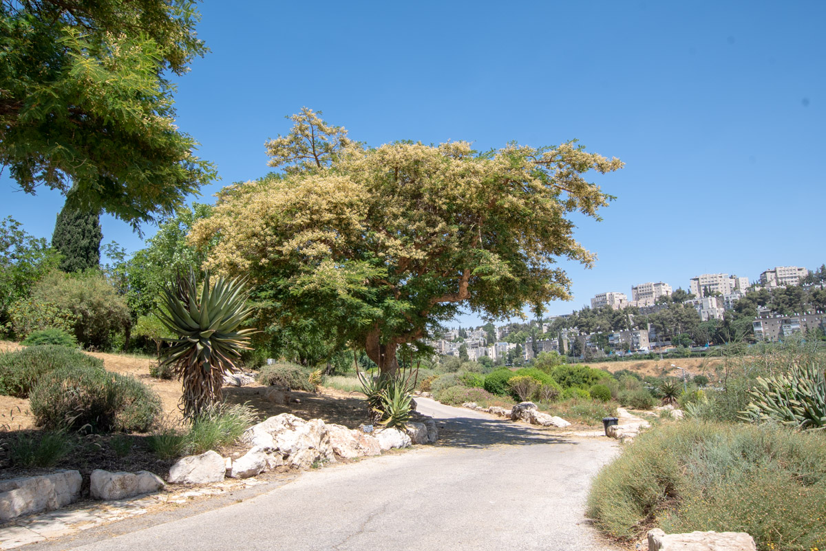 Image of Vachellia sieberiana specimen.