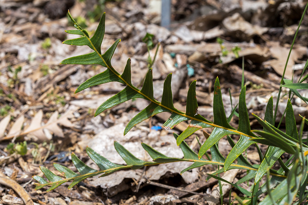 Image of Banksia blechnifolia specimen.