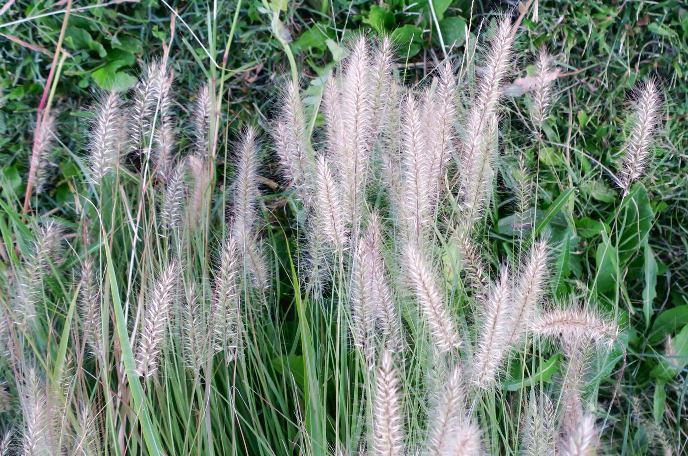 Image of Pennisetum villosum specimen.