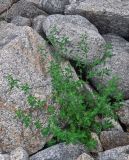 Chenopodium album