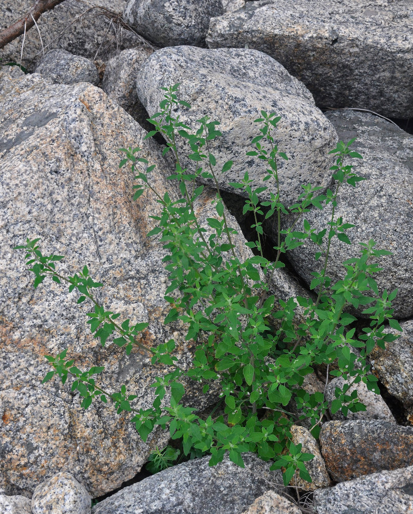 Image of Chenopodium album specimen.