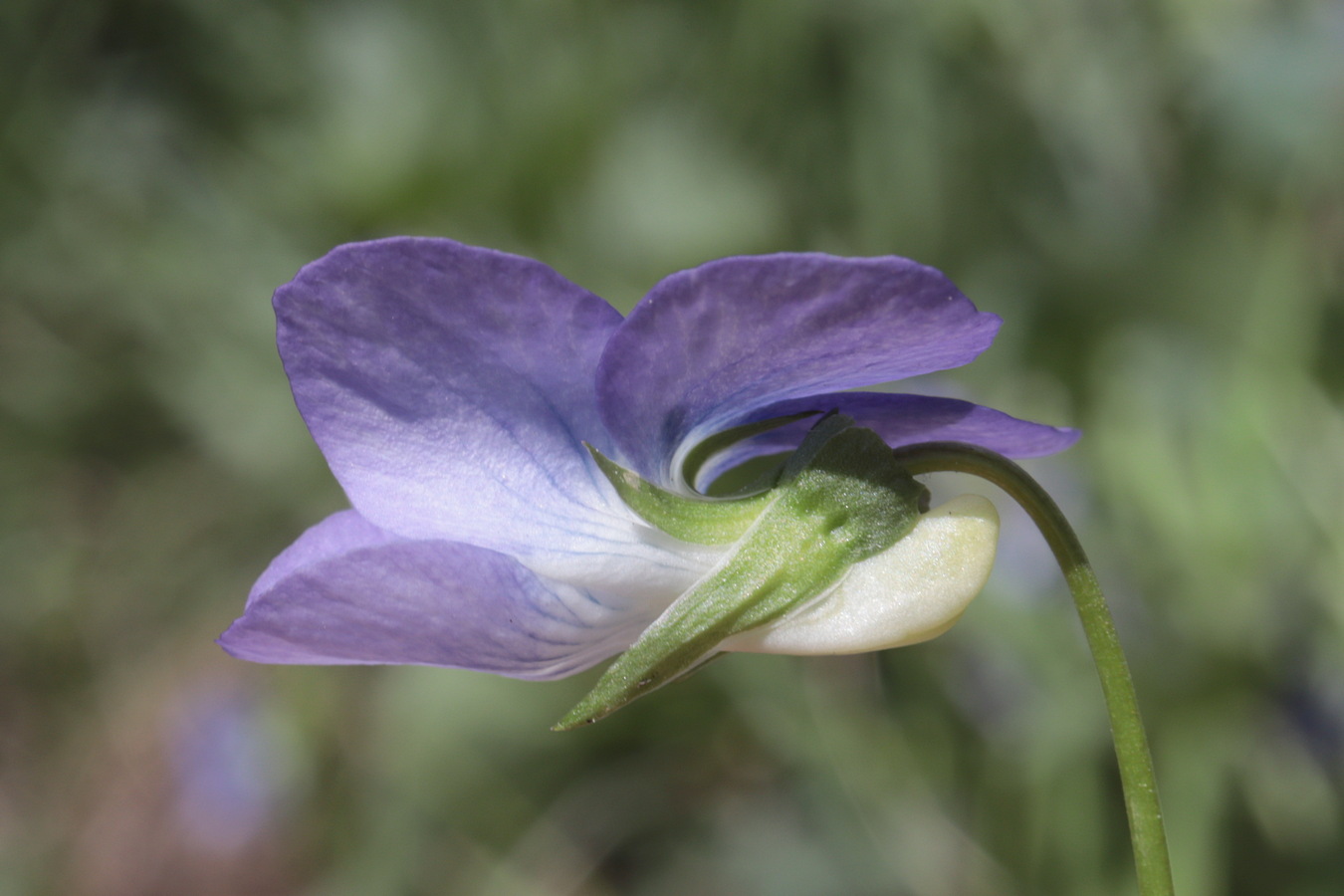 Image of Viola canina specimen.