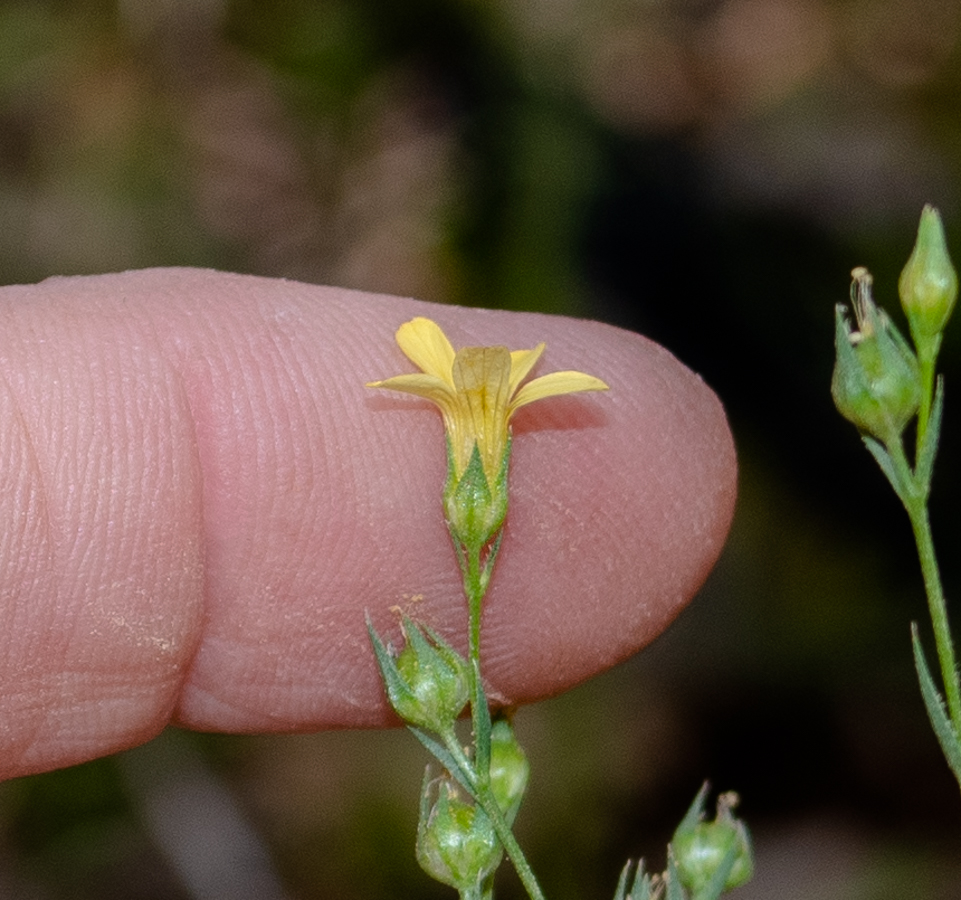 Изображение особи Linum corymbulosum.