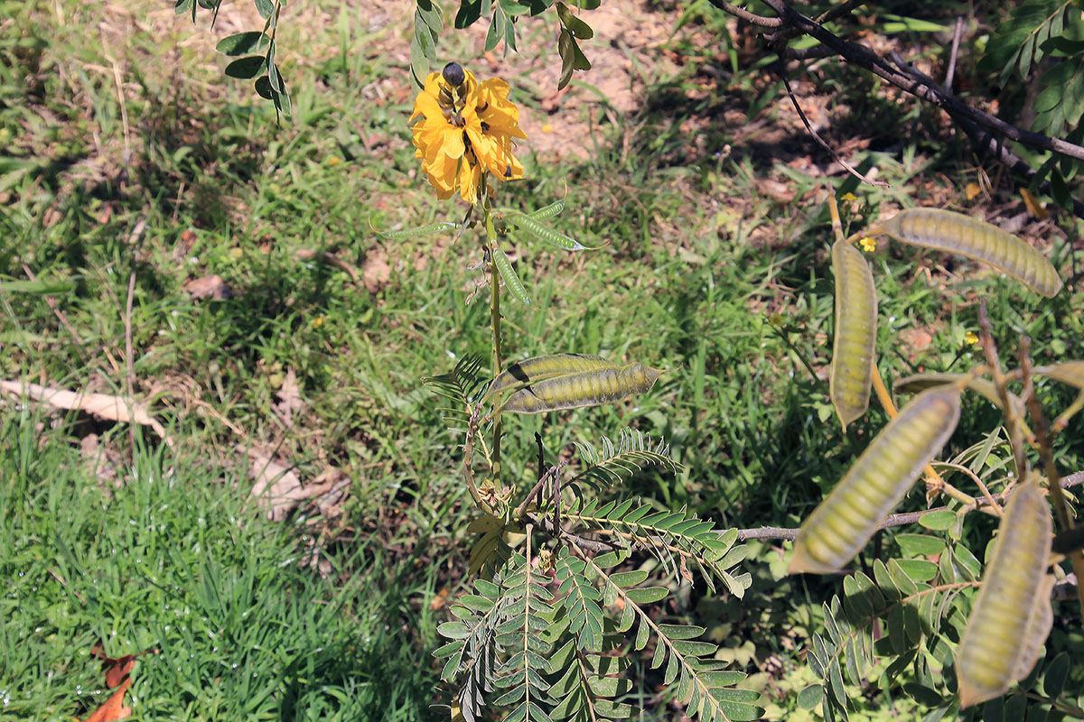 Изображение особи семейство Fabaceae.