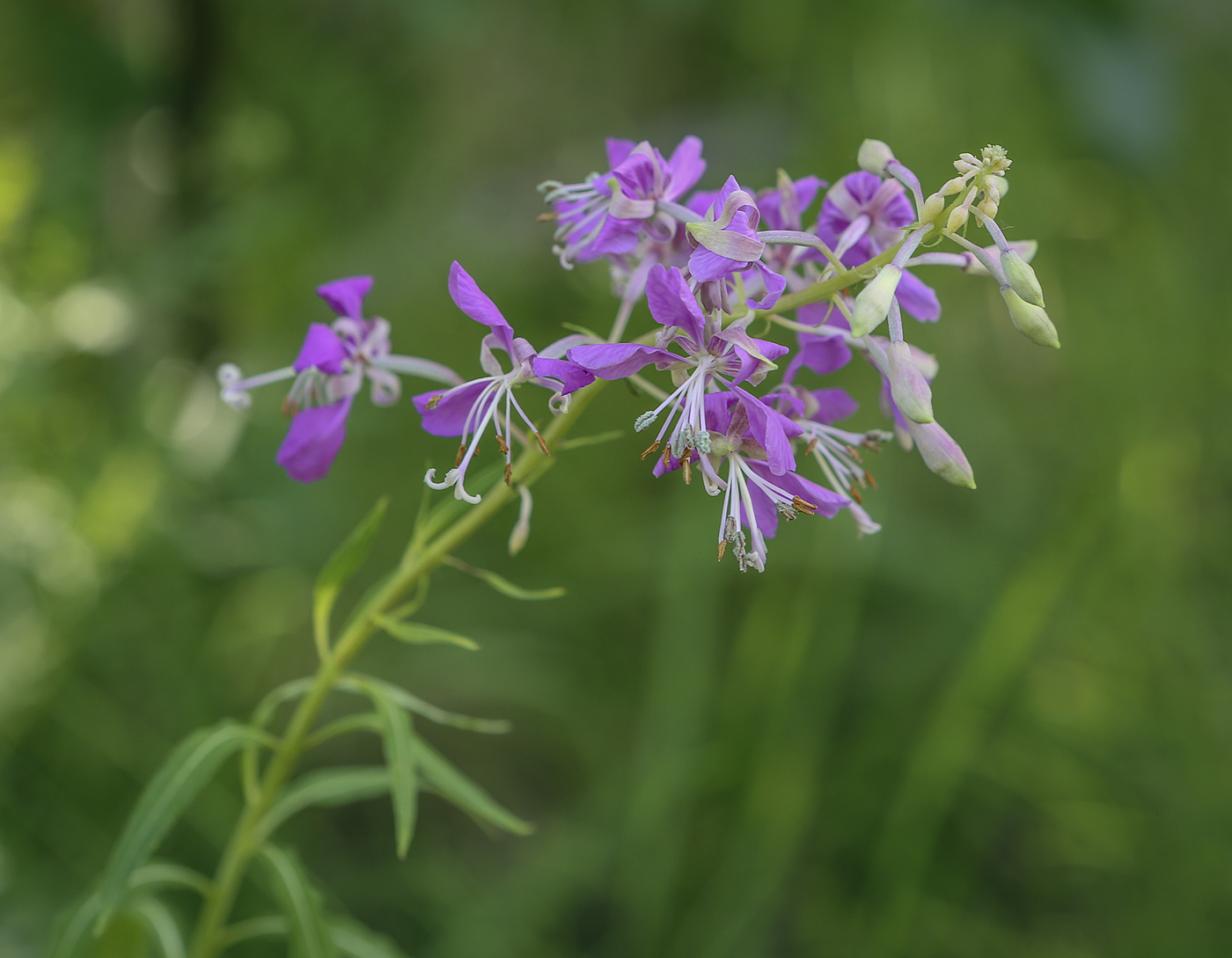 Изображение особи Chamaenerion angustifolium.