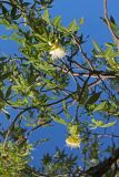 семейство Bombacaceae. Часть ветви с цветками. Австралия, штат Западная Австралия, Кимберли, заповедник \"Parry Lagoons\". 14.12.2010.