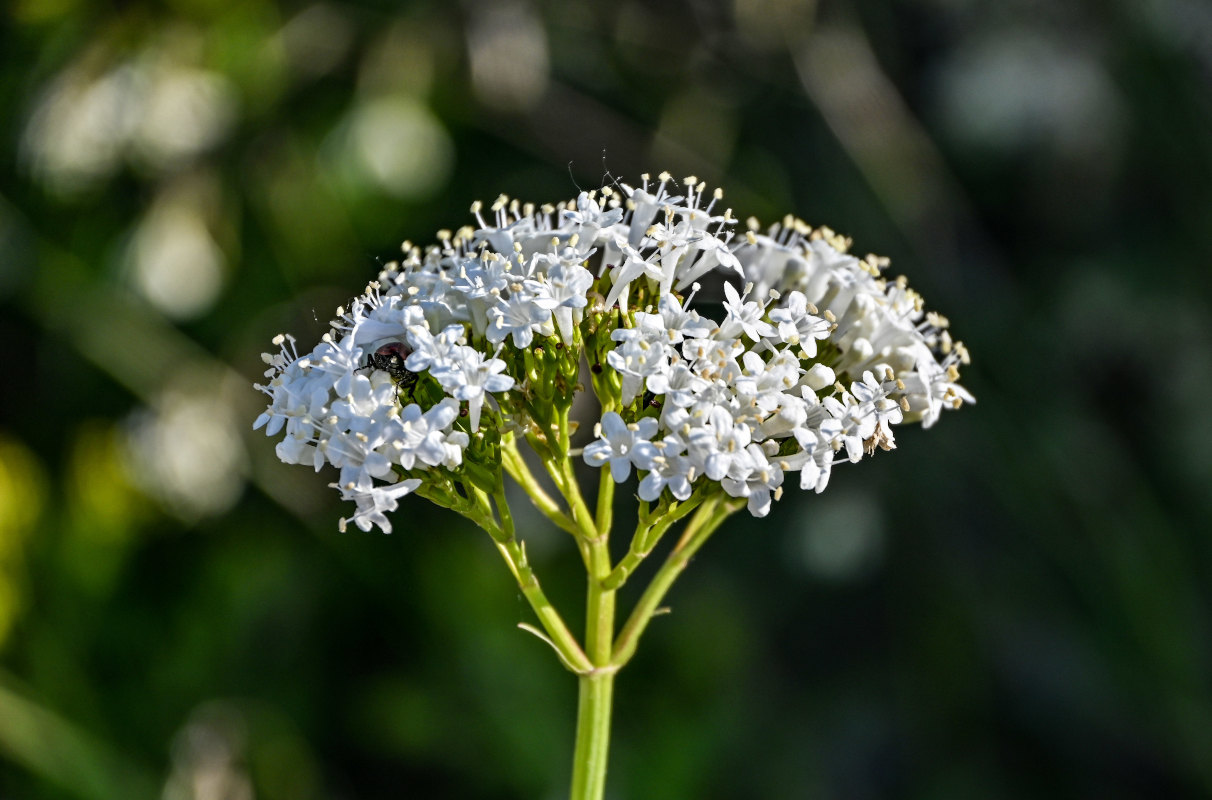 Image of Valeriana alliariifolia specimen.