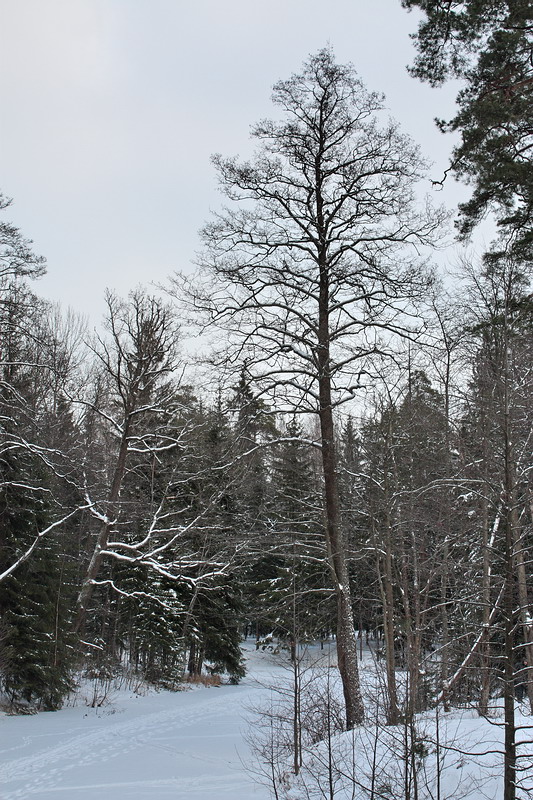 Изображение особи Alnus glutinosa.