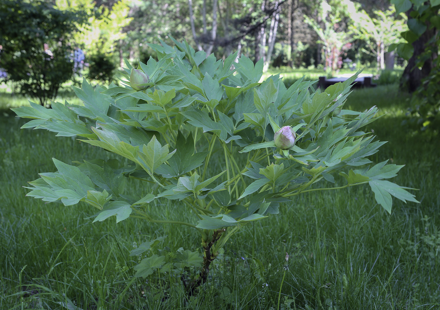 Image of Paeonia suffruticosa specimen.