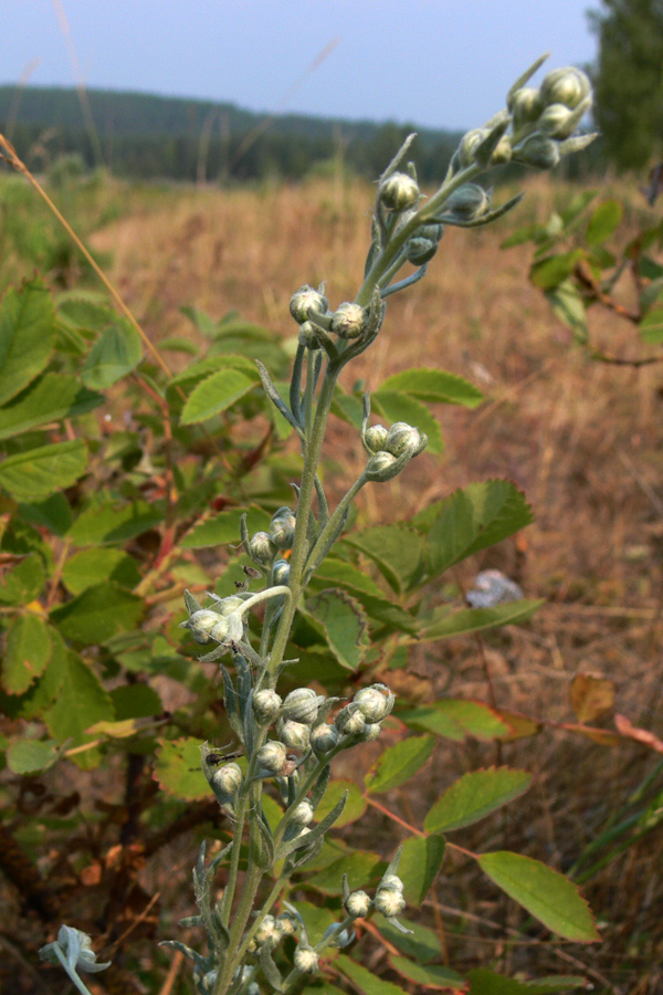 Image of Artemisia sericea specimen.