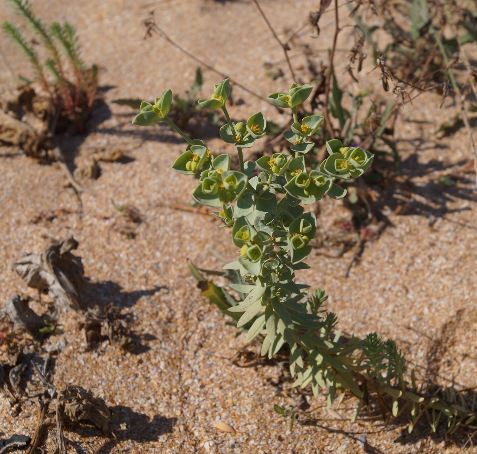 Изображение особи Euphorbia paralias.