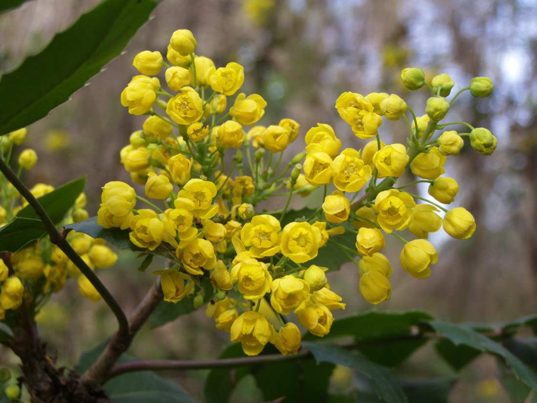 Image of Mahonia aquifolium specimen.