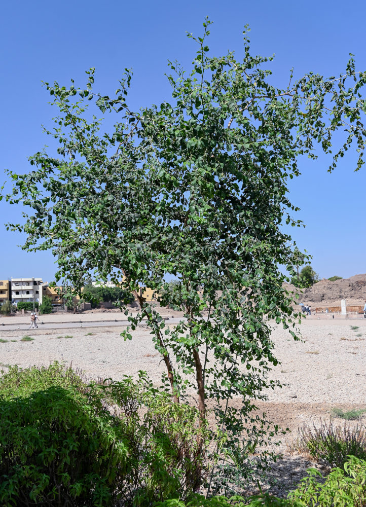 Image of Ziziphus spina-christi specimen.