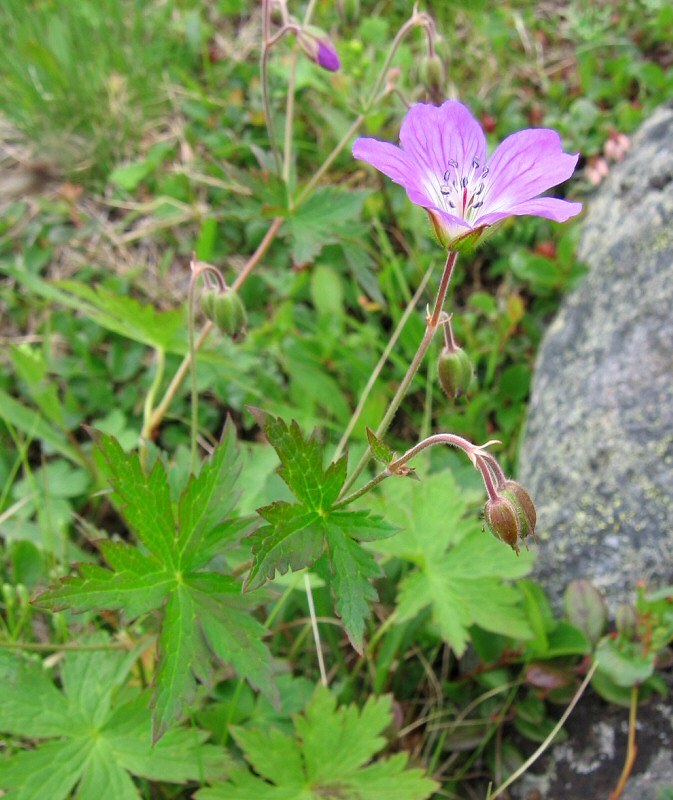 Image of Geranium sylvaticum specimen.